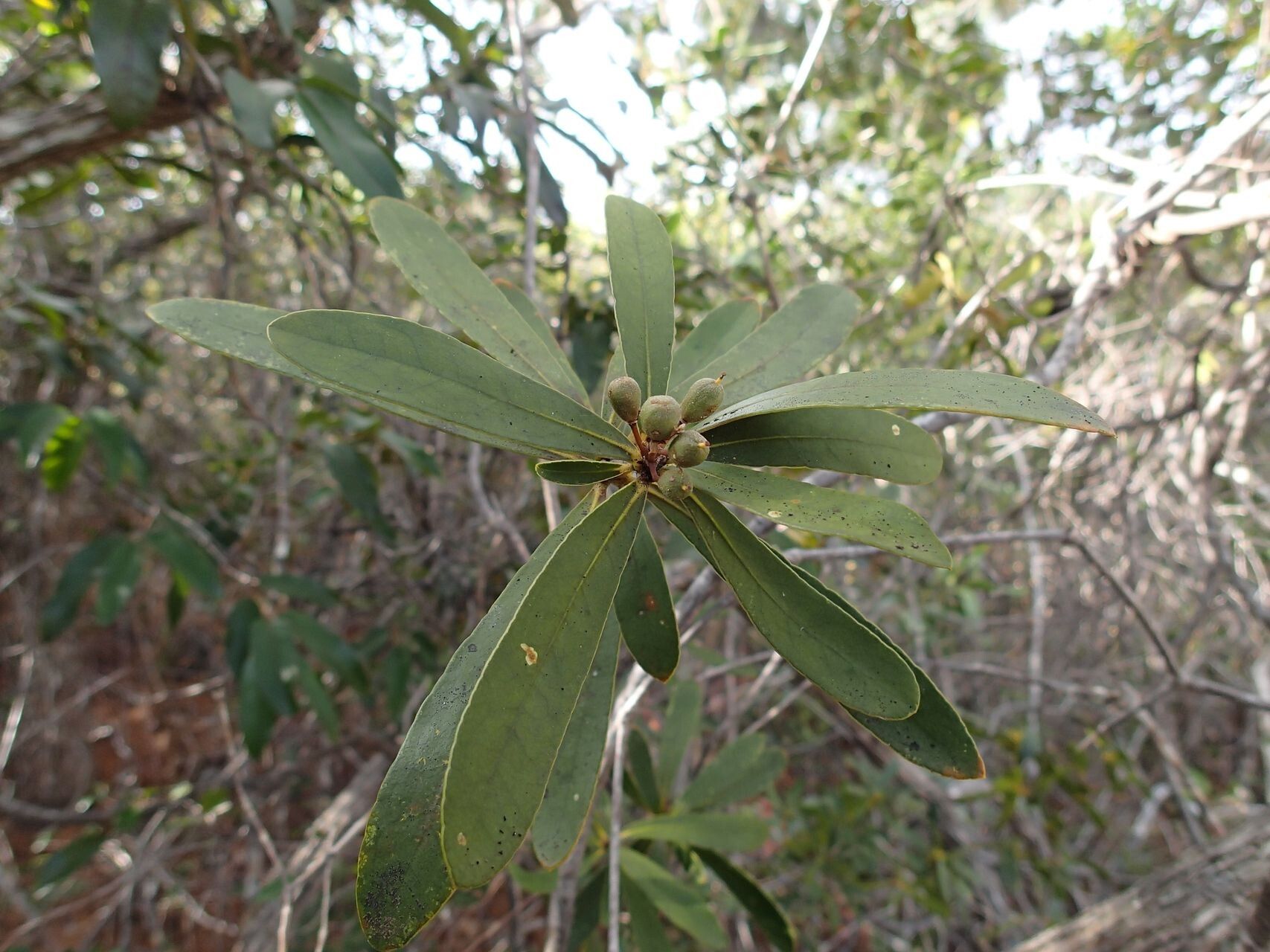 Pittosporum croceum habit