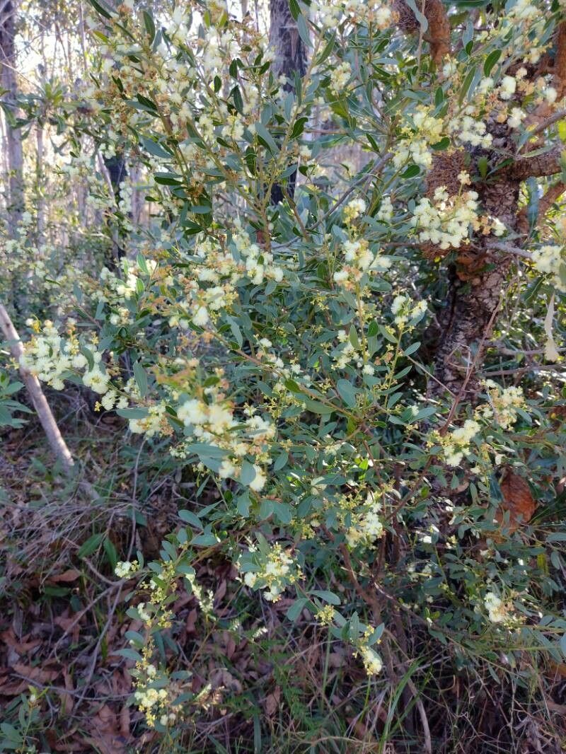 Acacia myrtifolia habit
