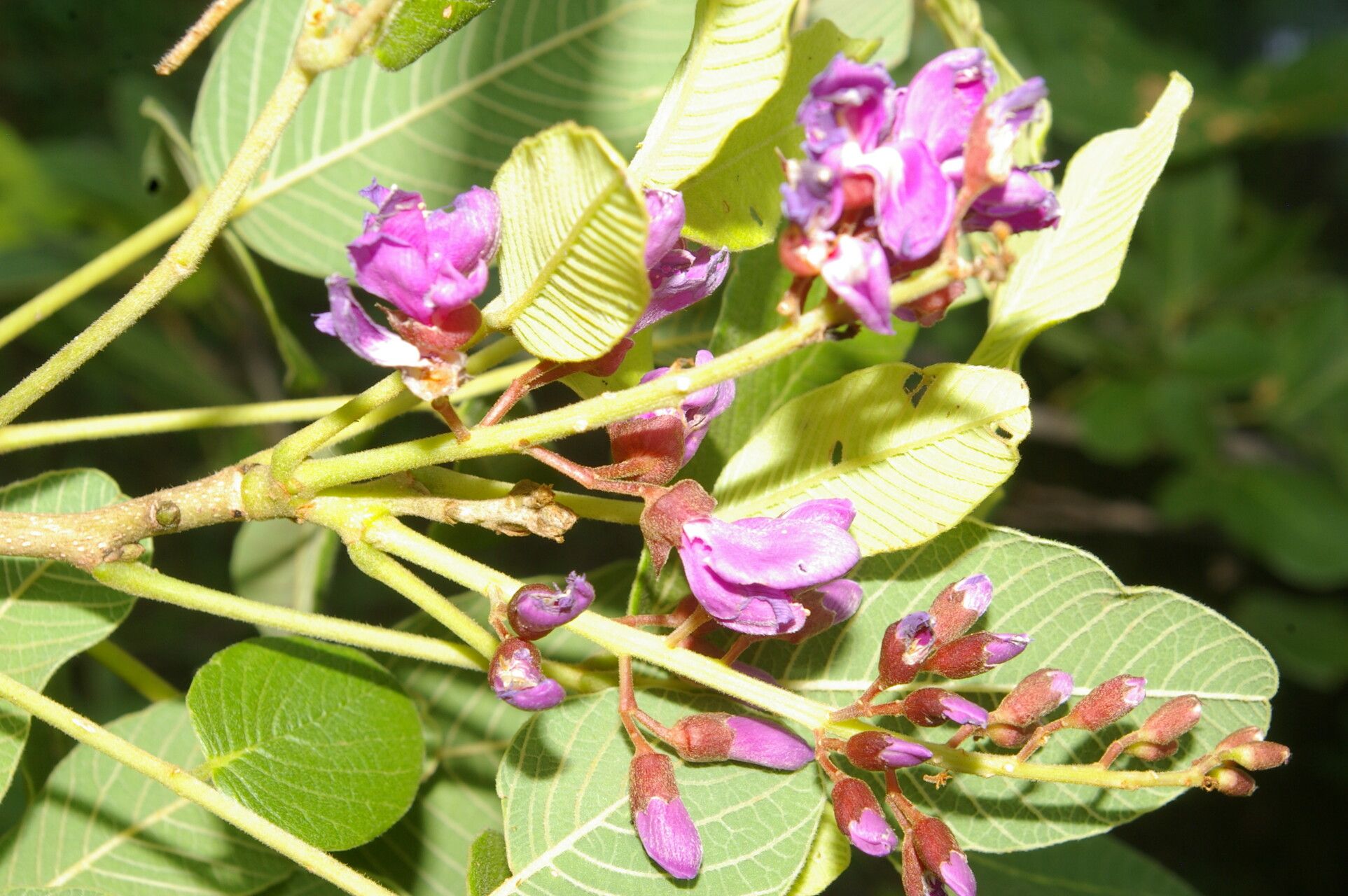 Lonchocarpus phlebophyllus flower