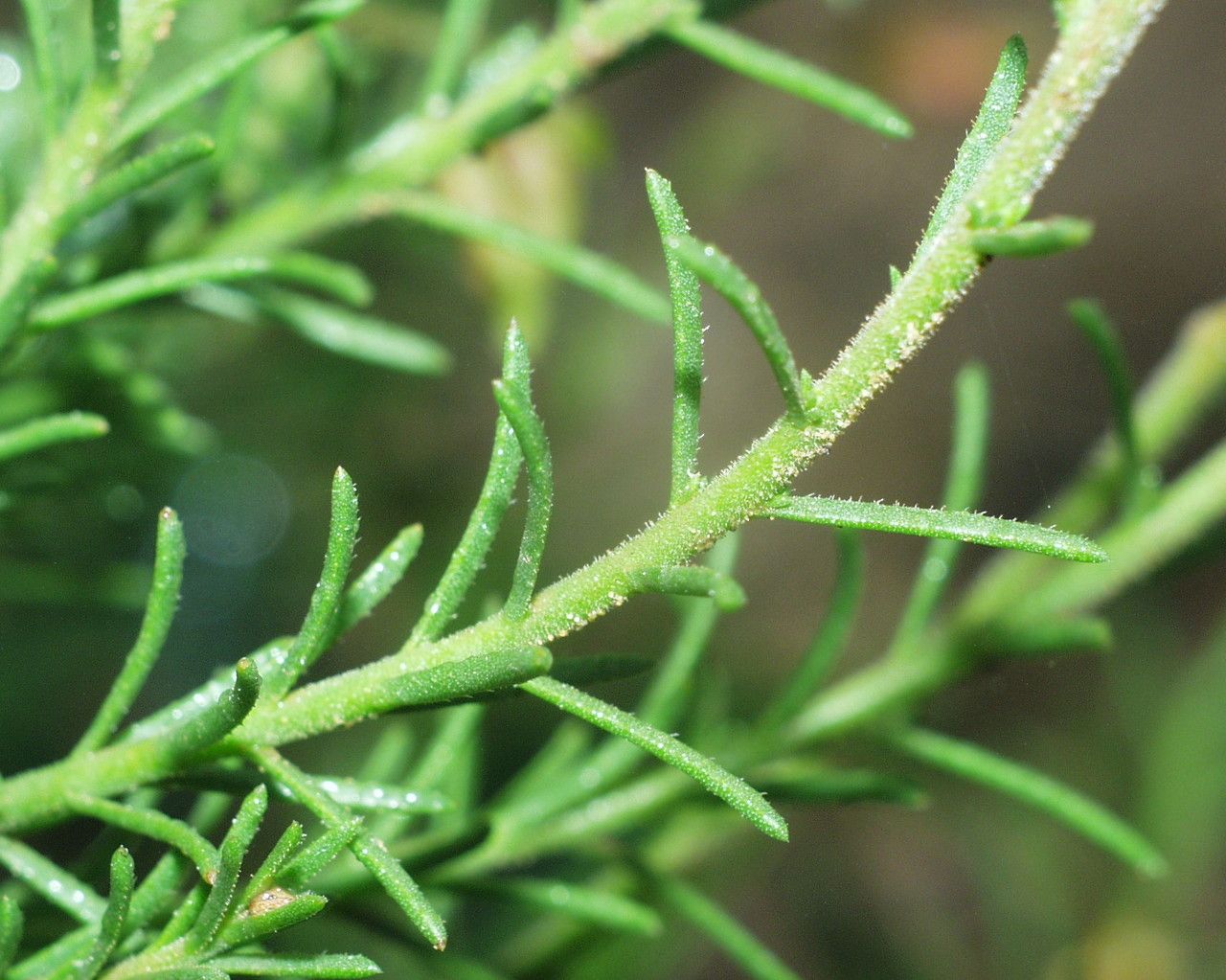 Fumana scoparia — search result for 'Scoparia'