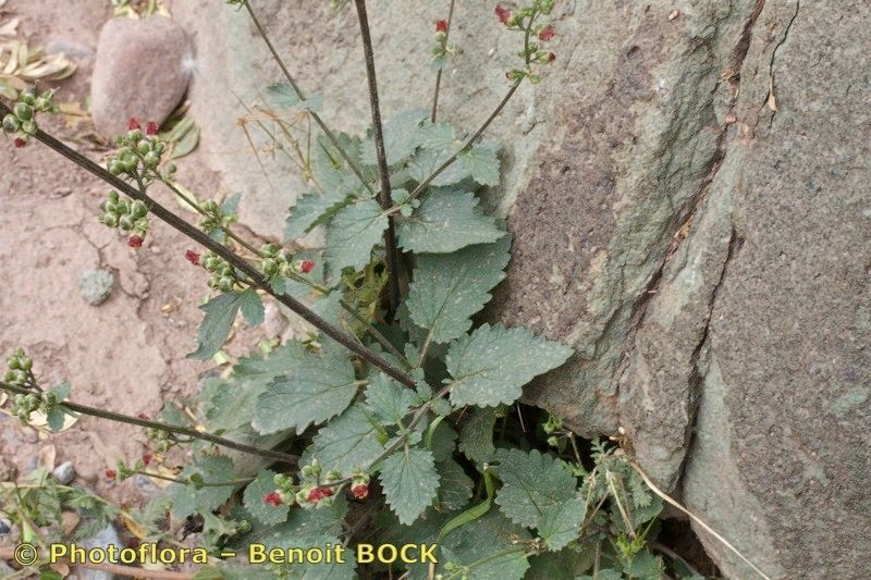 Scrophularia laevigata other