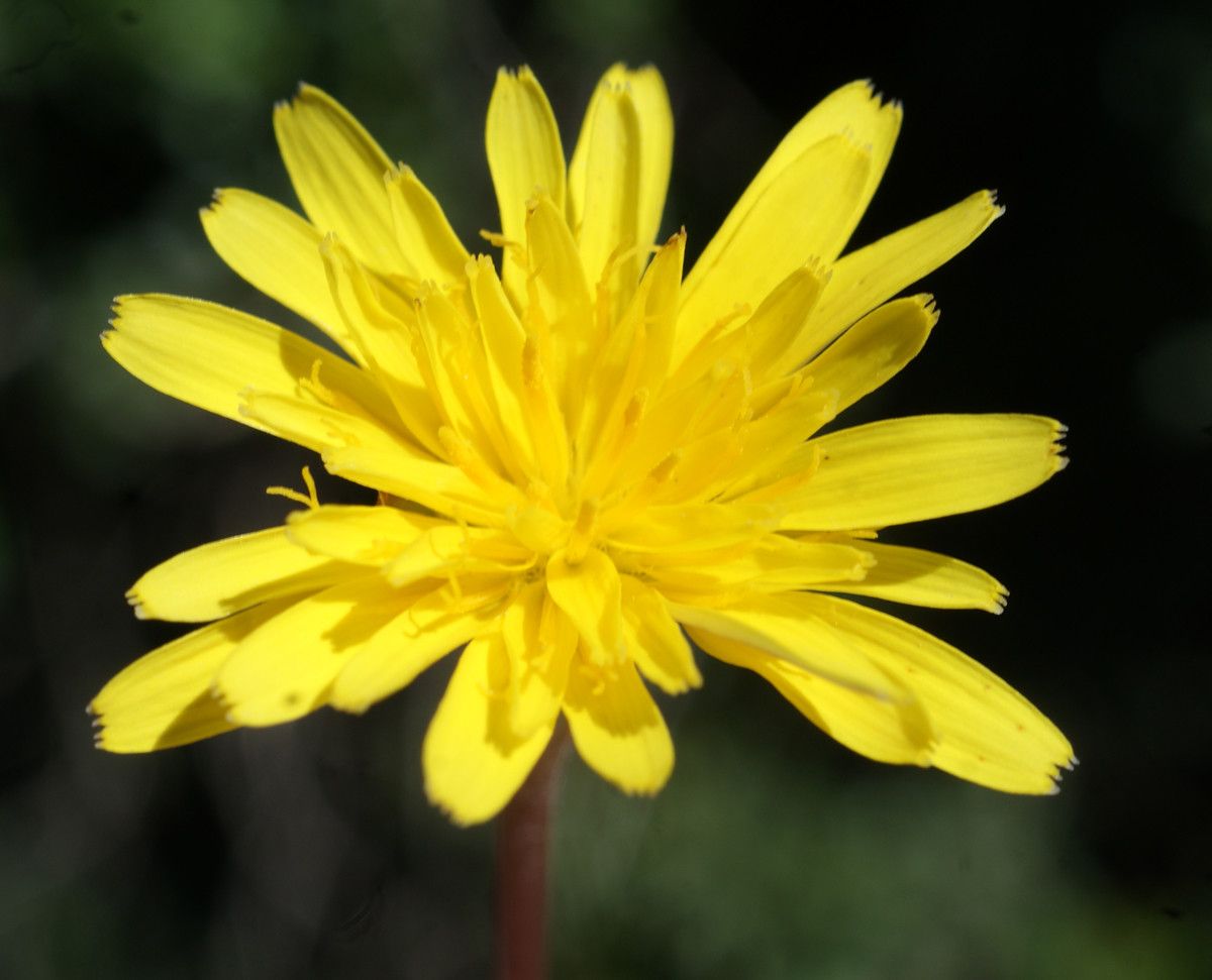 Reichardia intermedia flower