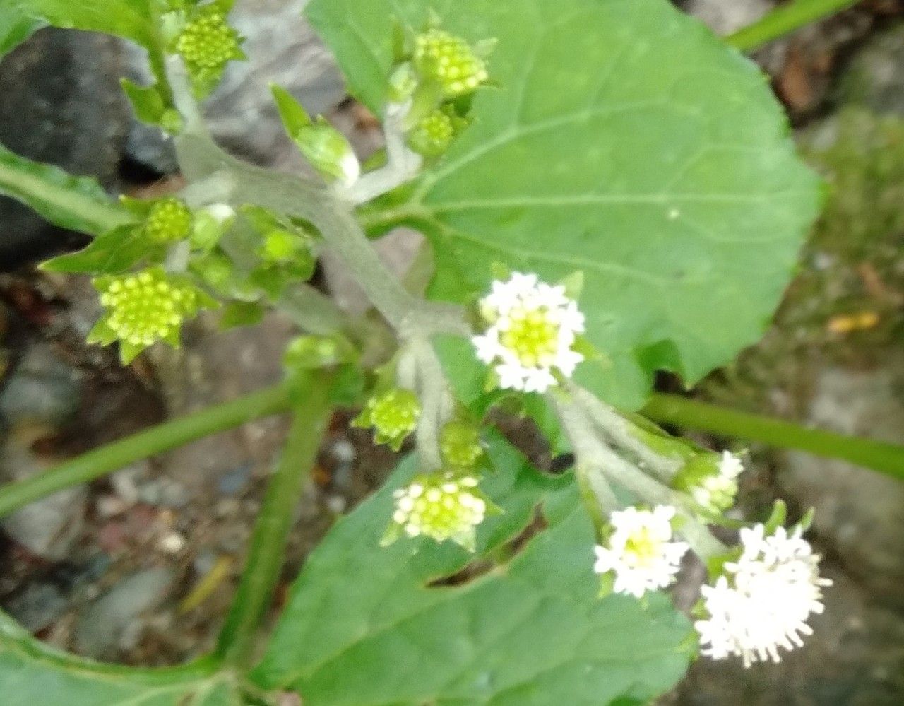 Adenocaulon himalaicum flower