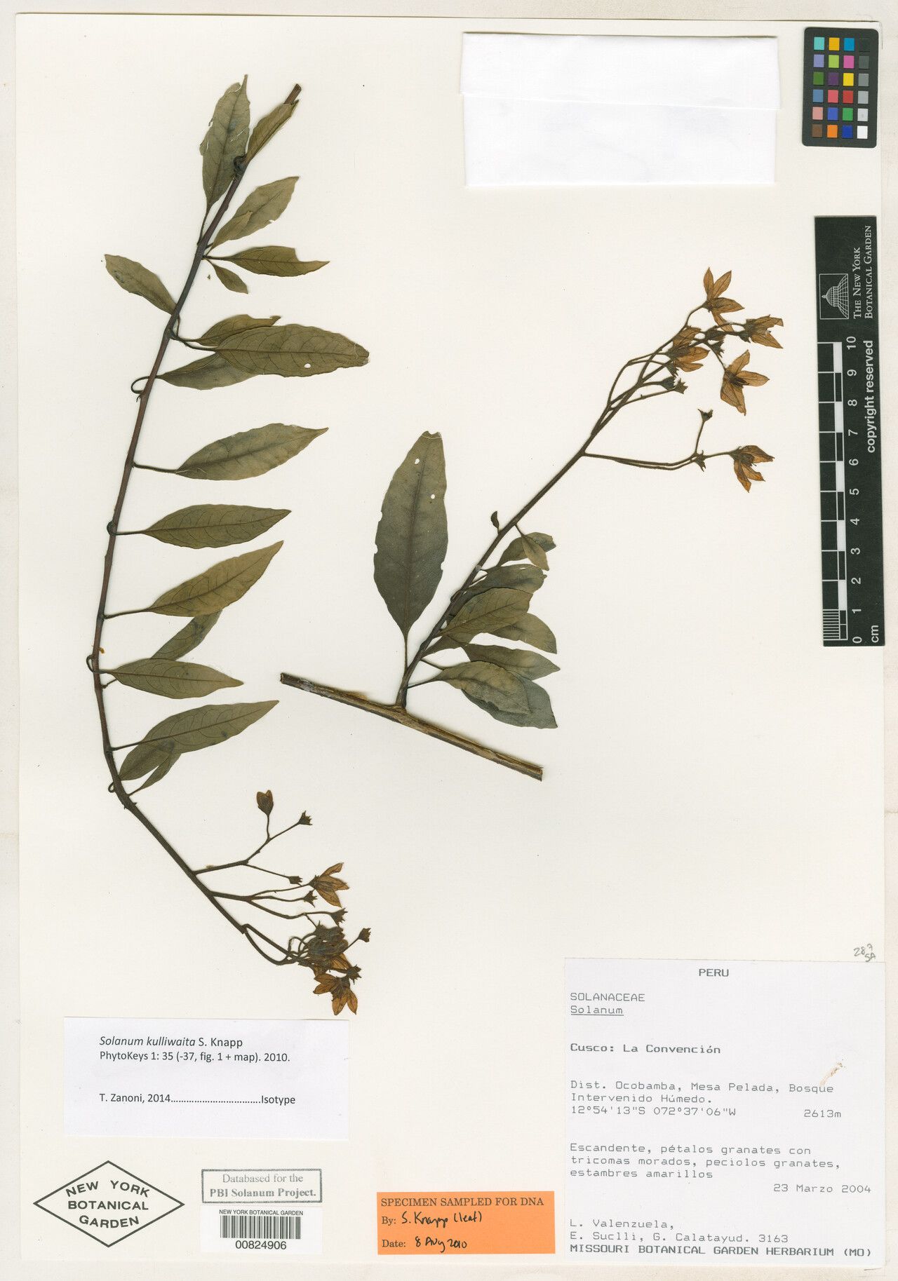 Solanum kulliwaita — houseplant care guide