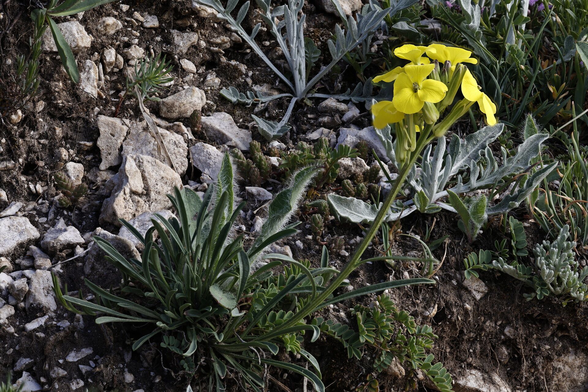 Erysimum majellense — houseplant care guide