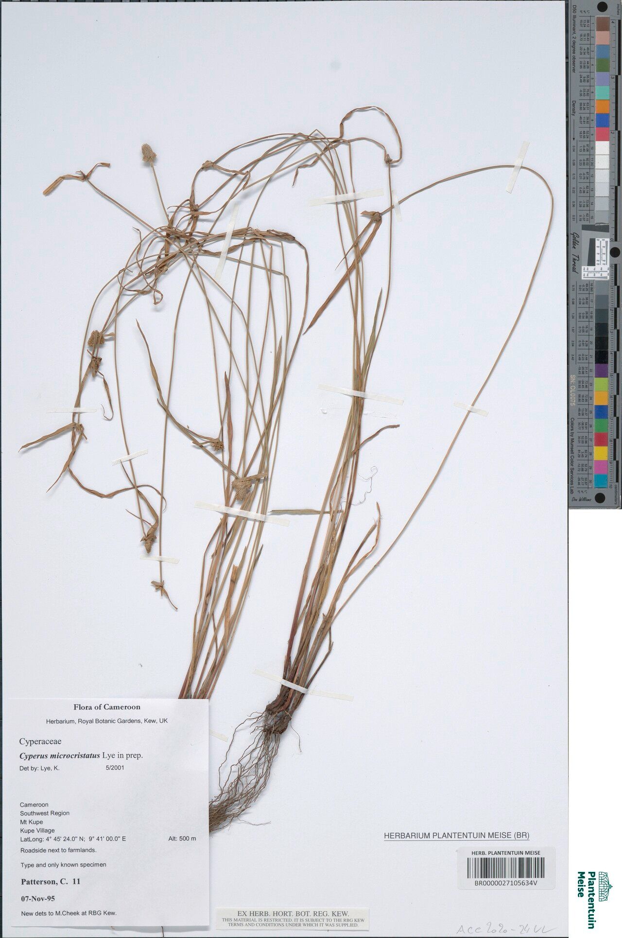 Cyperus microcristatus — houseplant care guide