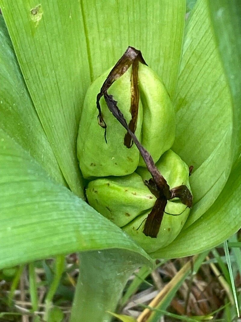 Colchicum multiflorum fruit