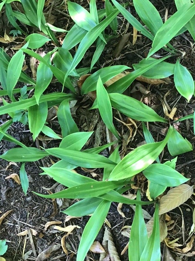 Speirantha gardenii — houseplant care guide