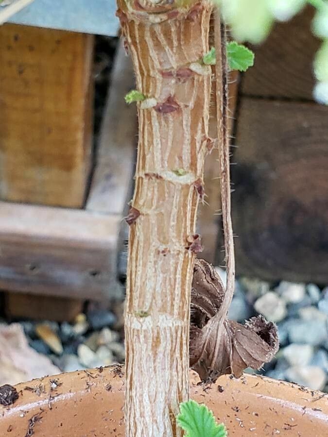 Pelargonium citronellum bark
