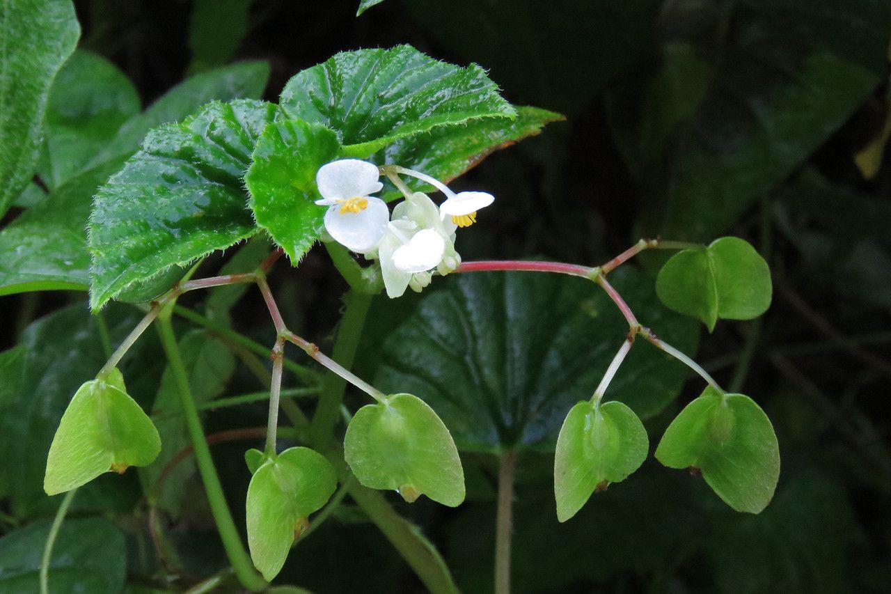 Begonia hirtella fruit