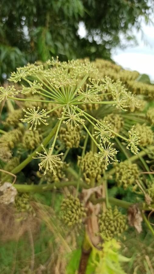 Heracleum mantegazzianum x Heracleum sphondylium flower