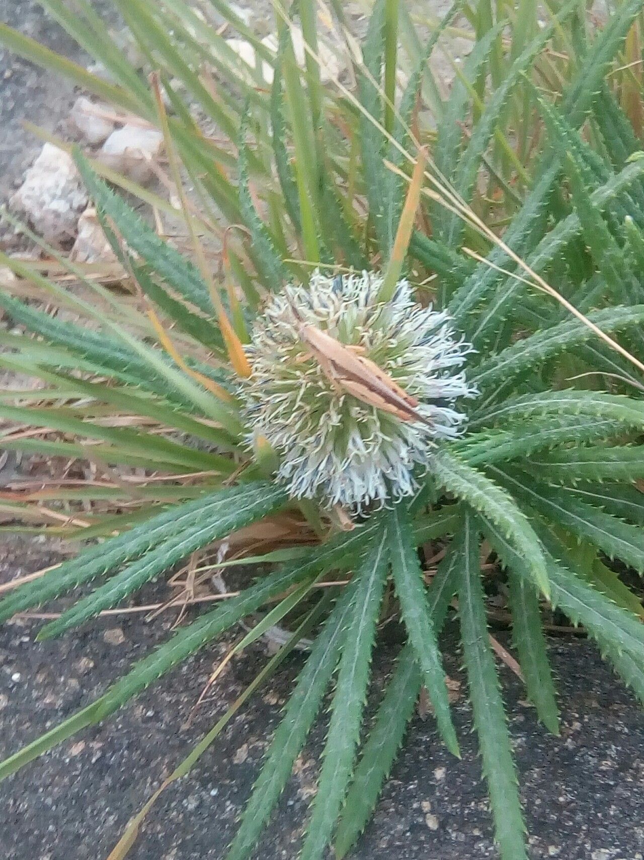 Echinops longifolius flower