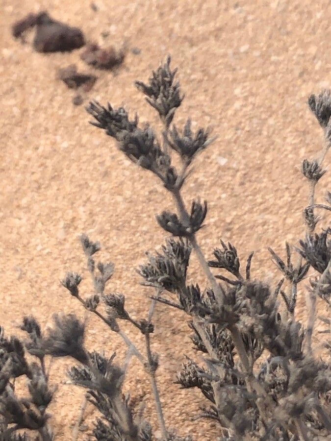 Frankenia hirsuta — houseplant care guide