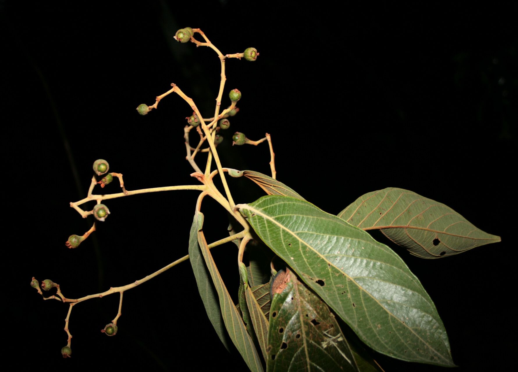 Nectandra villosa other