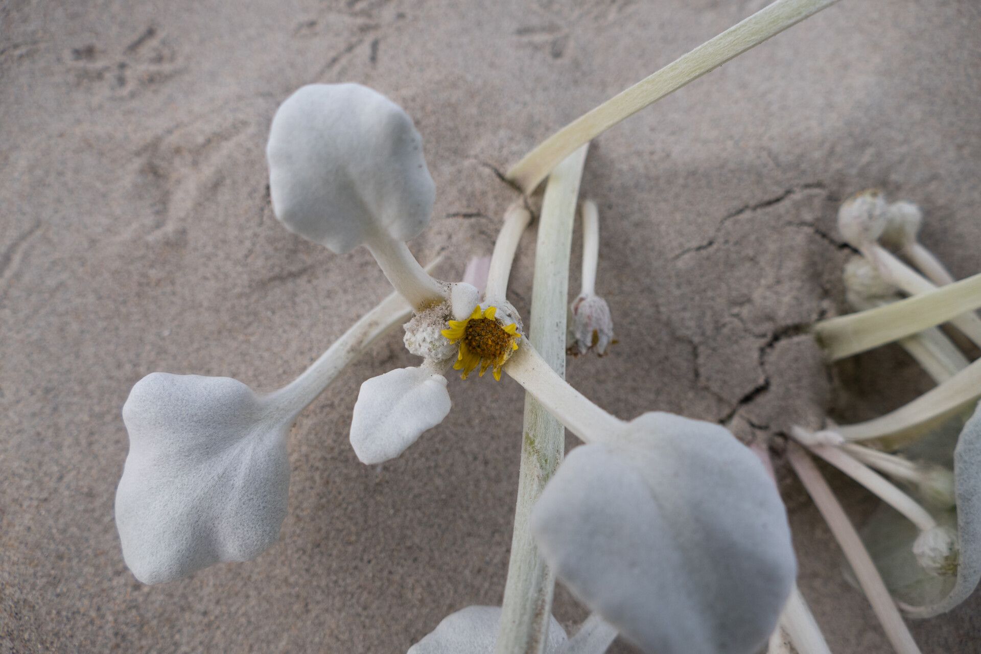 Arctotheca populifolia — related species from the same genus