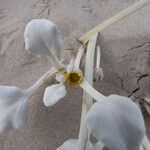 Arctotheca populifolia