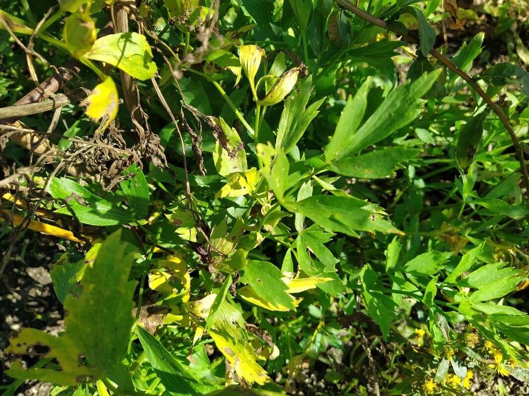 Levisticum officinale