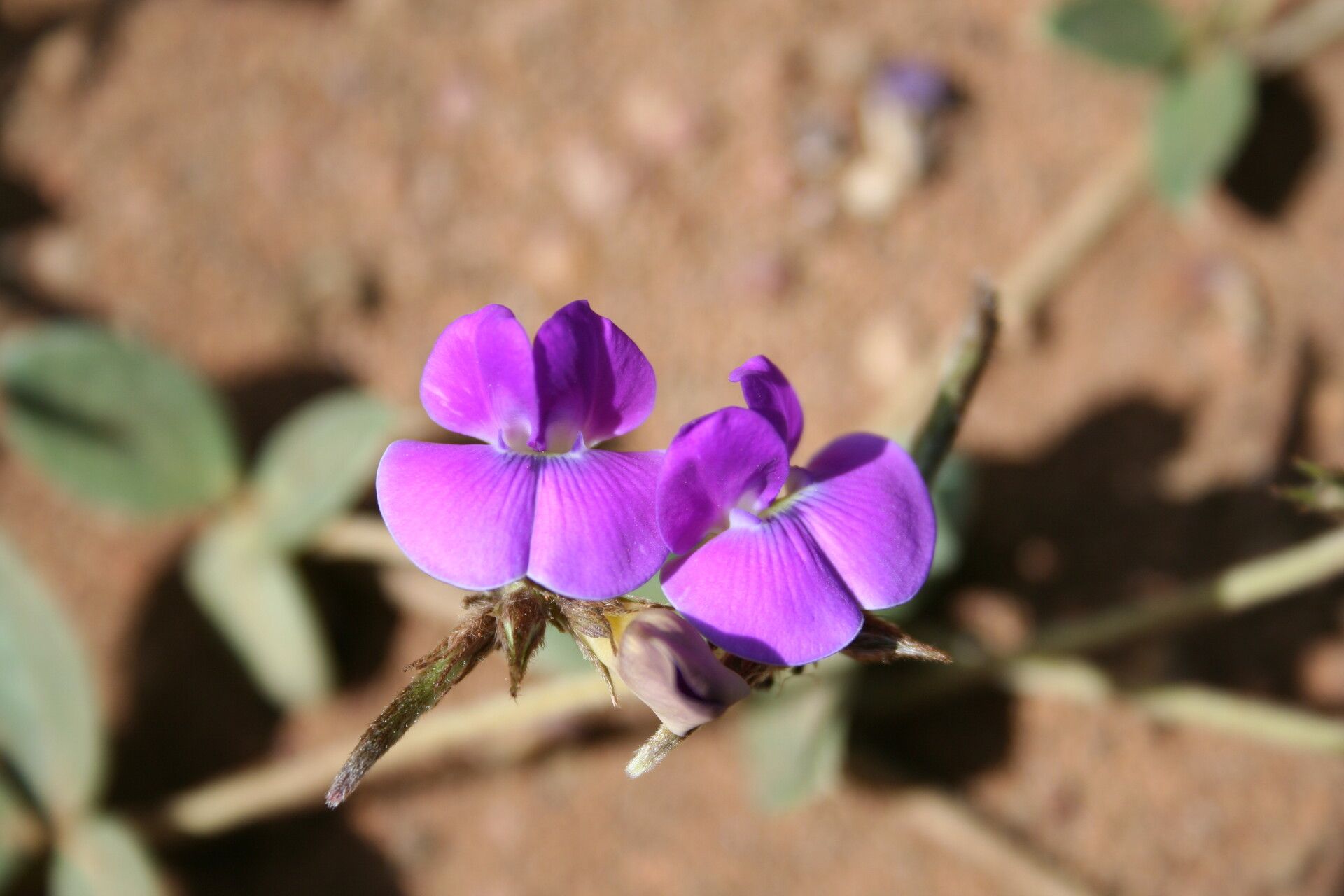 Vigna dolomitica — houseplant care guide