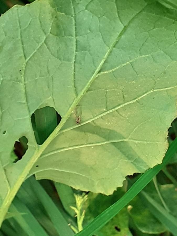 Rhamphospermum arvense — houseplant care guide