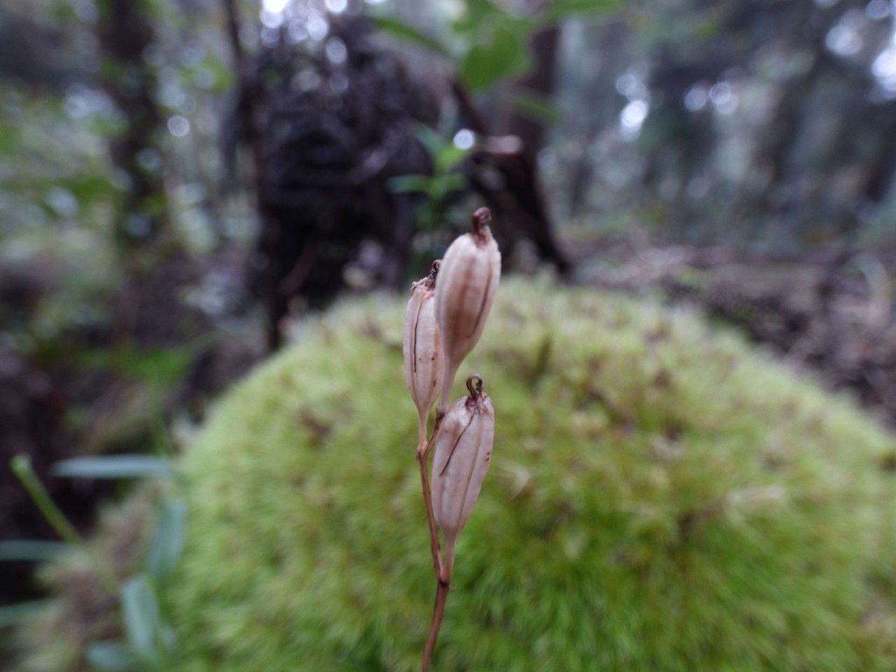 Liparis scaposa — houseplant care guide