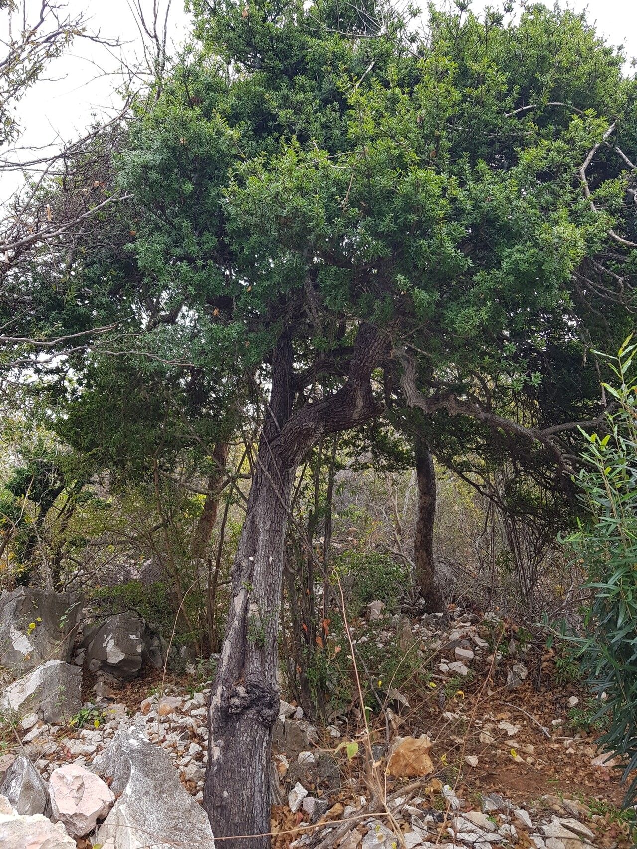 Diospyros aculeata habit