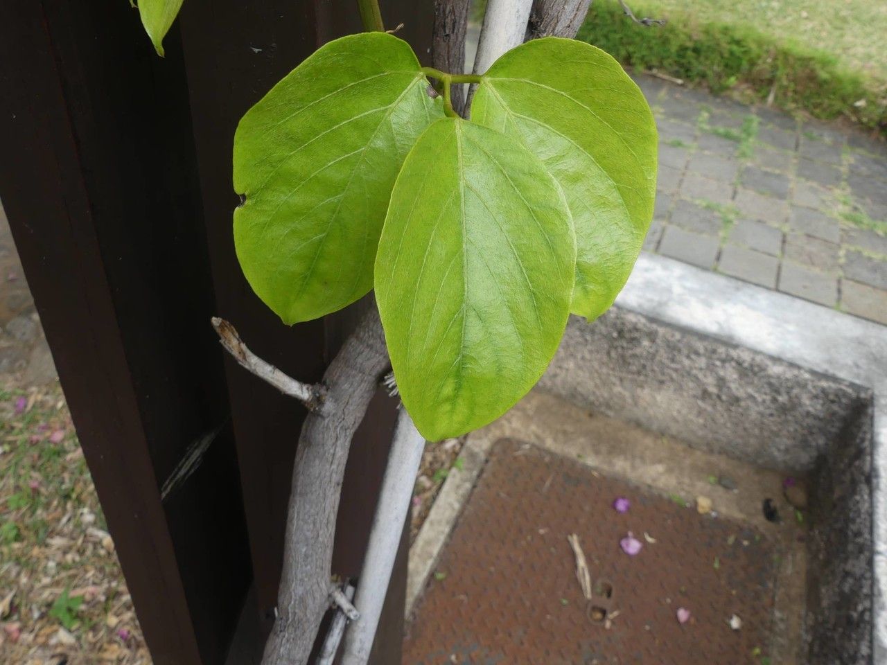 Mucuna warburgii — search result for 'Mucuna'