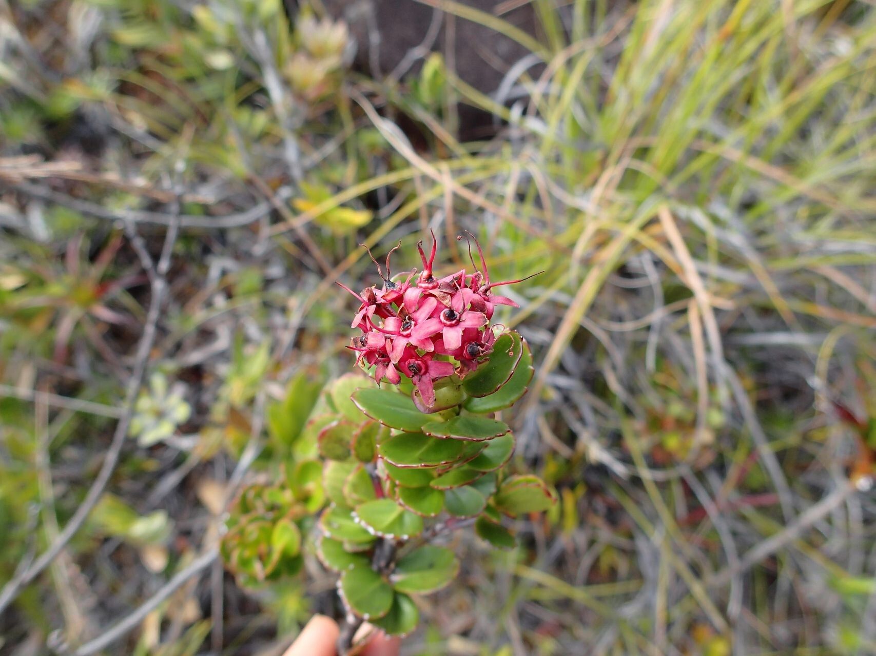 Cunonia pseudoverticillata flower
