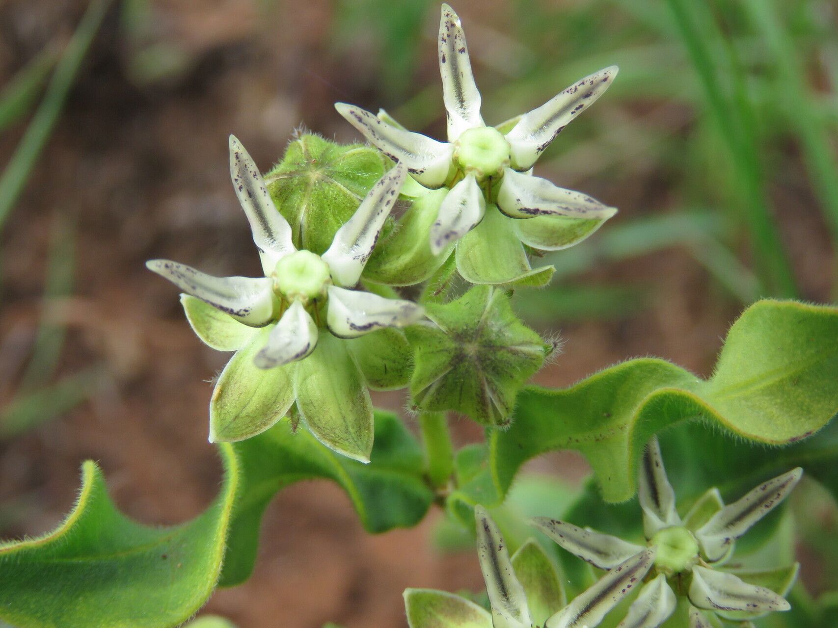 Asclepias grandirandii — search result for 'Asclepias'