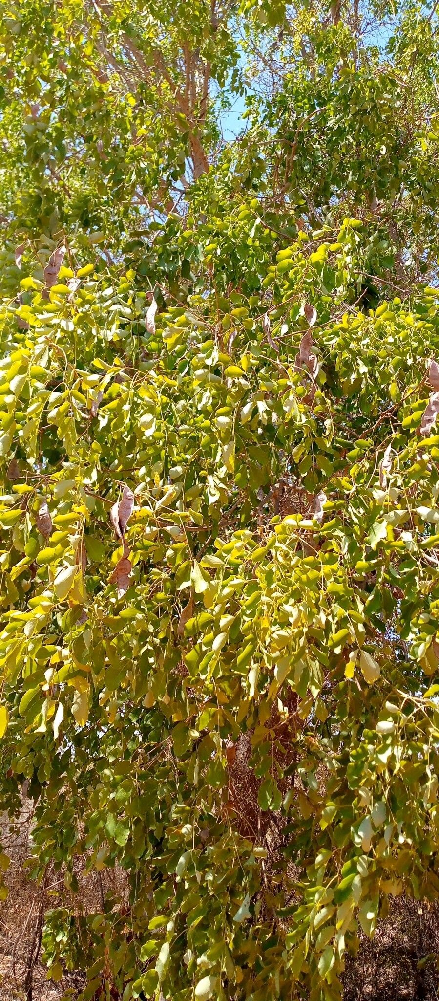 Albizia aurisparsa leaf