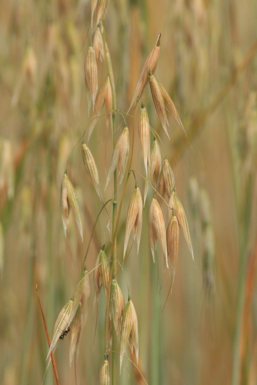 Avena sativa flower