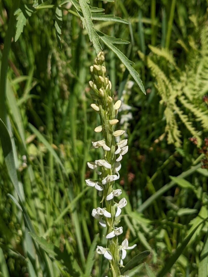 Platanthera dilatata flower