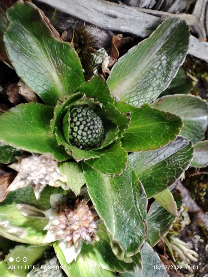 Eryngium humile flower