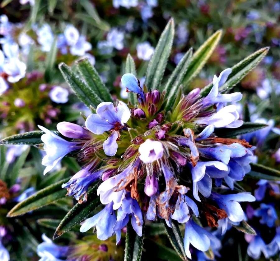 Lithodora zahnii flower