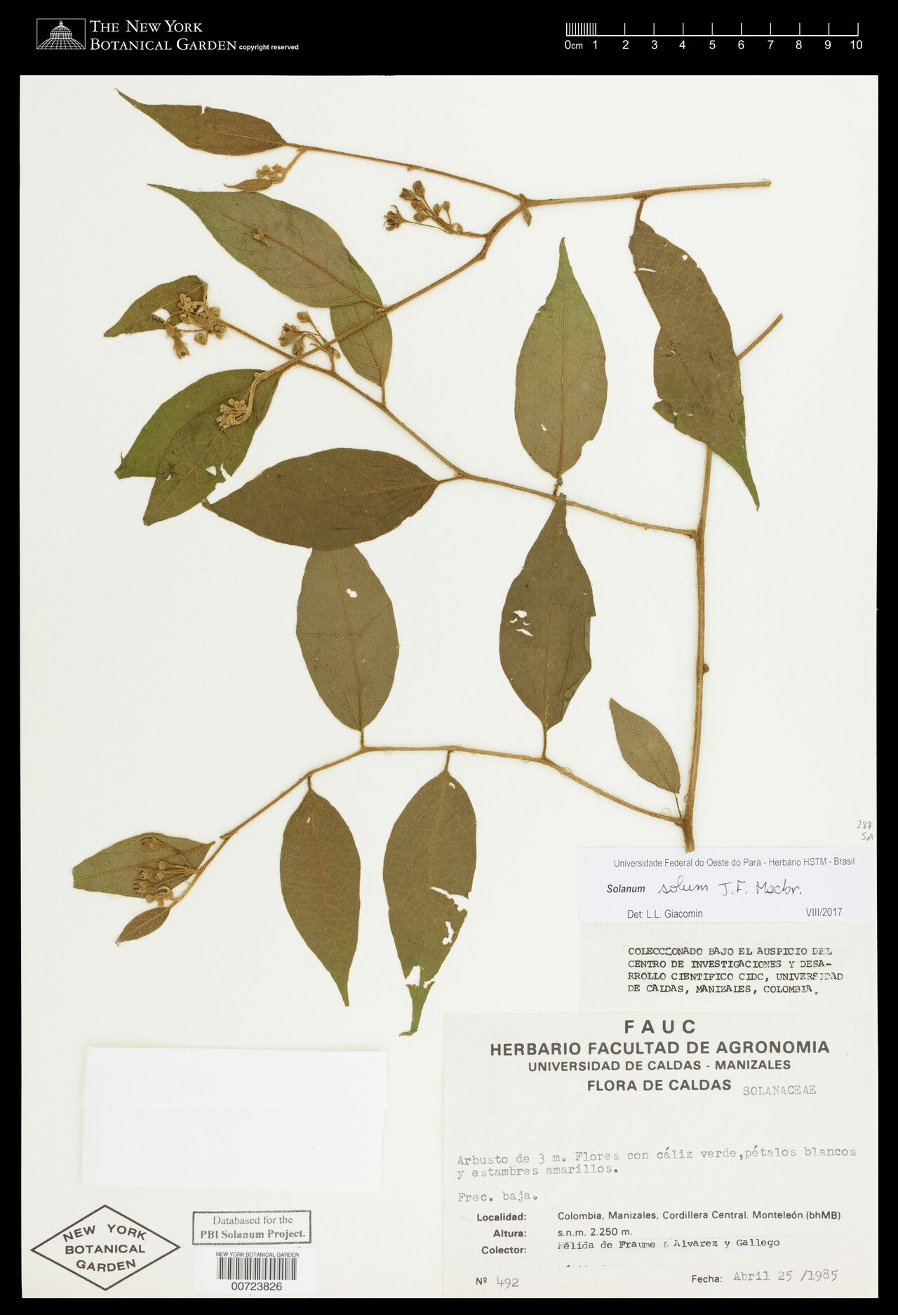 Solanum solum — houseplant care guide