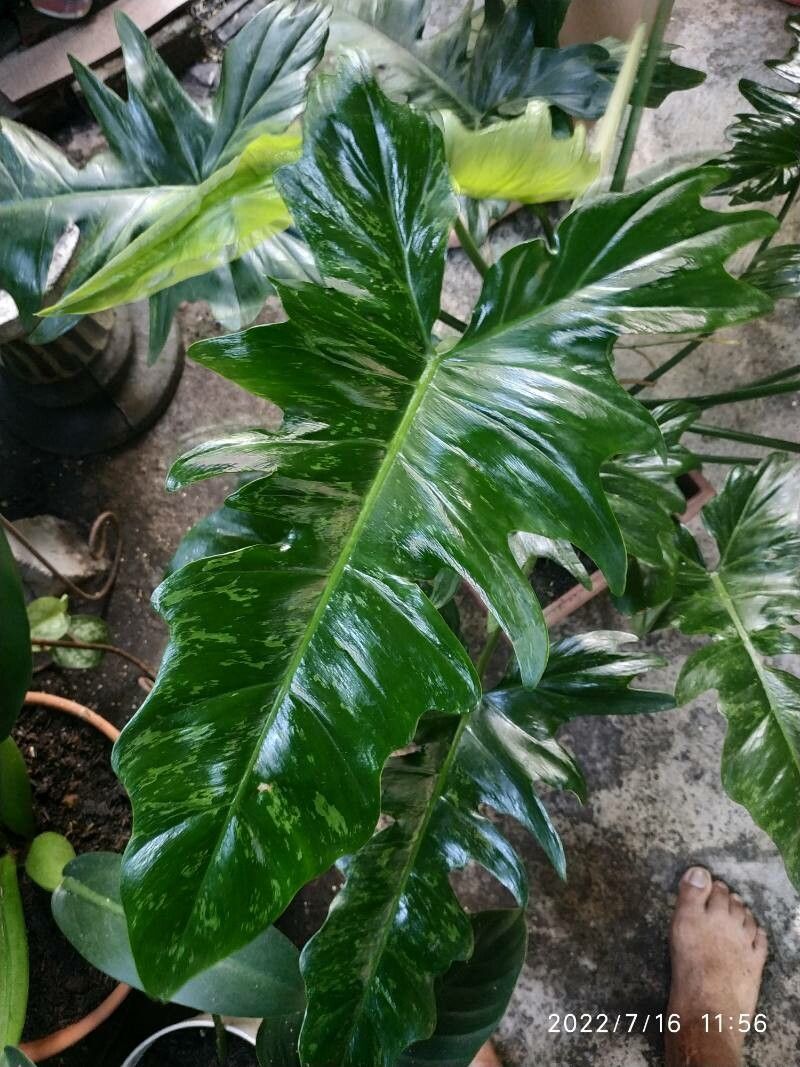 Philodendron giganteum fruit