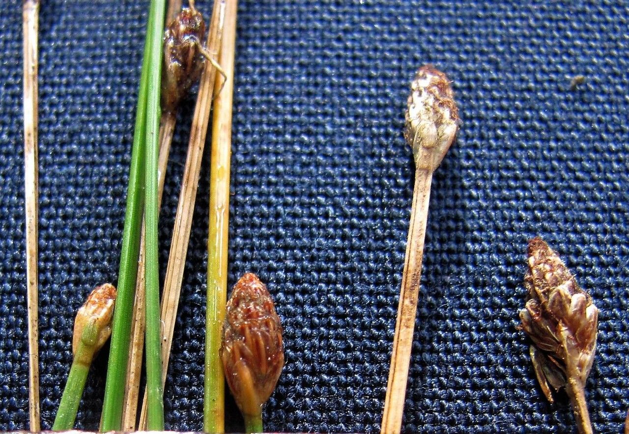 Eleocharis sellowiana other