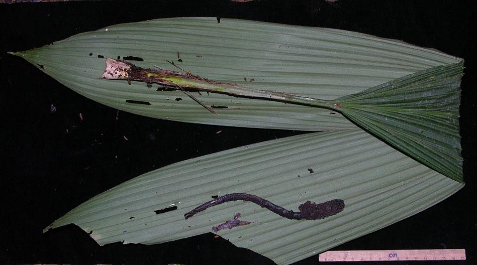 Asplundia uncinata leaf