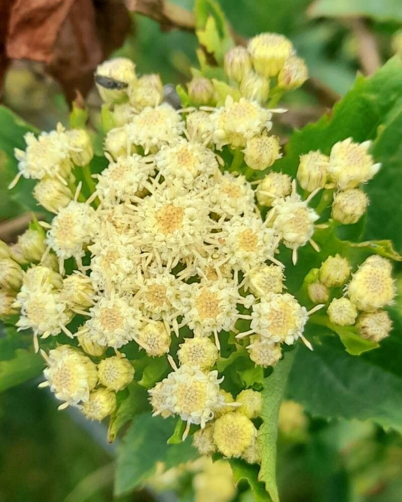 Baccharis sphaerocephala flower