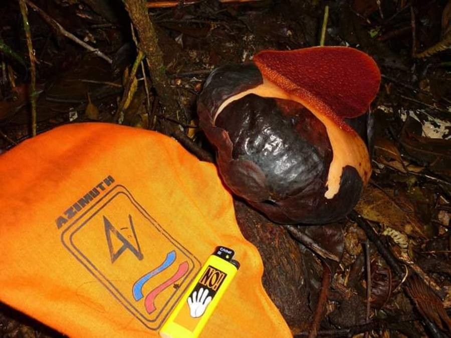 Rafflesia rochussenii flower