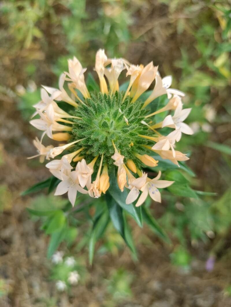 Collomia grandiflora flower