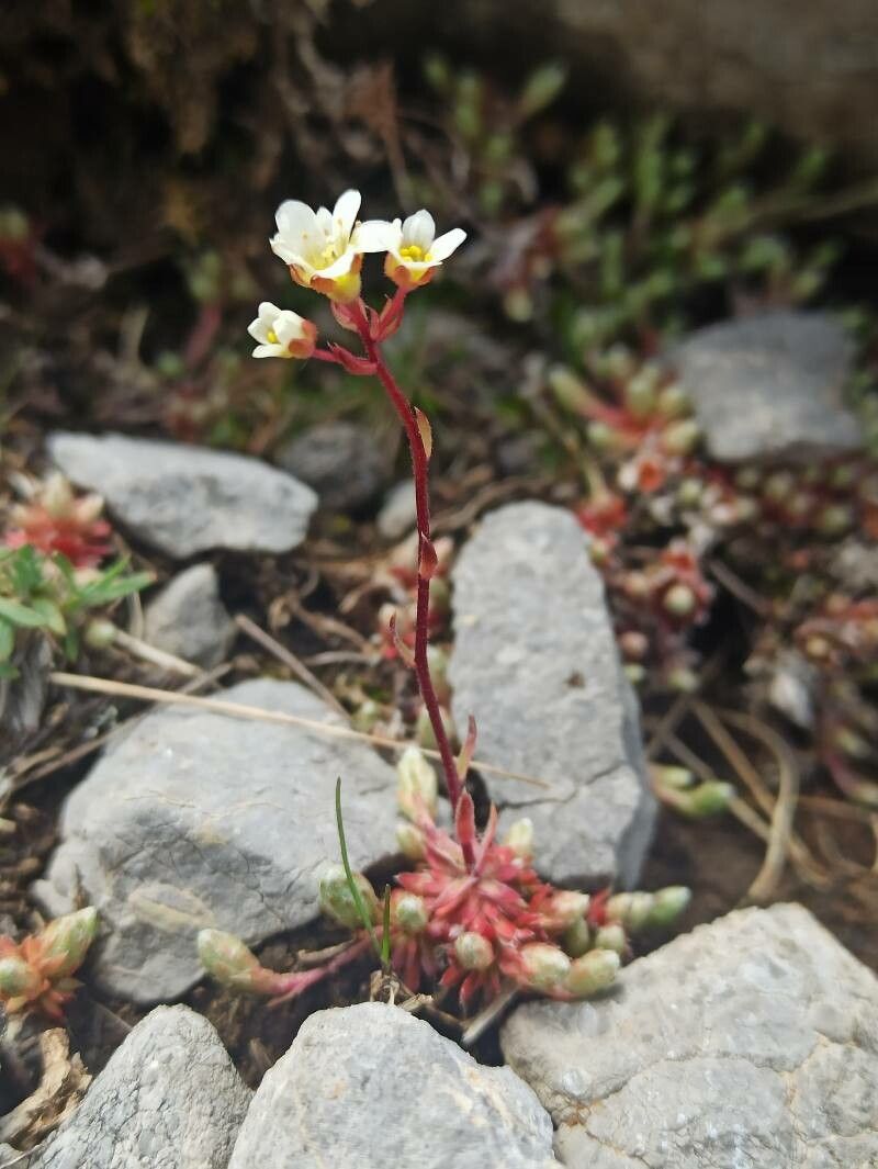 Saxifraga conifera leaf