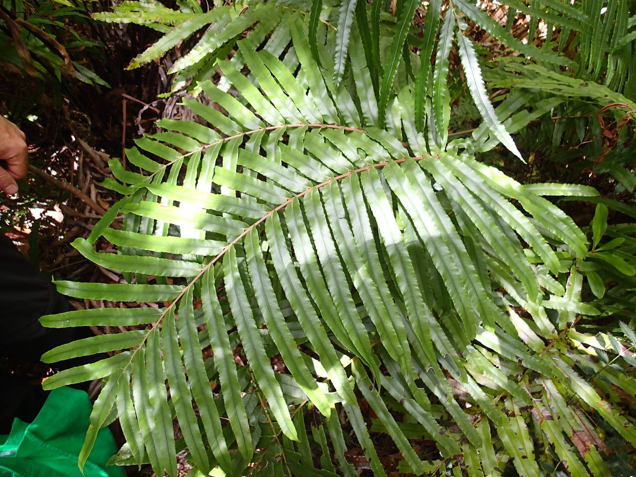 Blechnum subcordatum — houseplant care guide