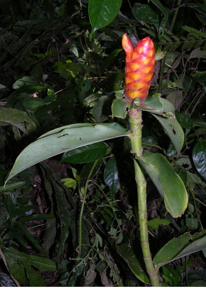 Costus lima flower