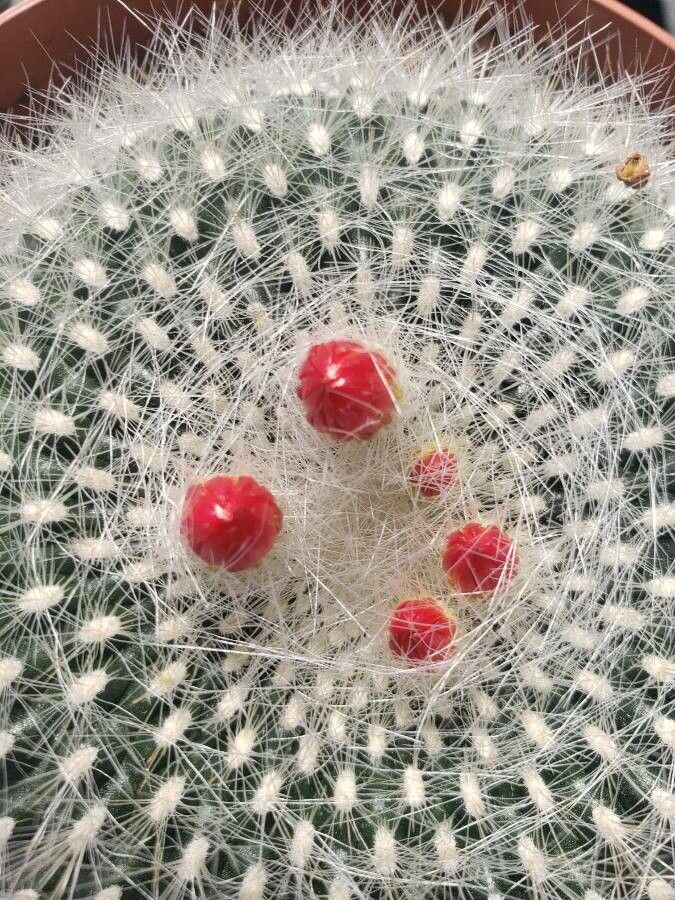 Mammillaria hahniana fruit