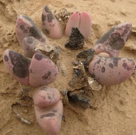 Gibbaeum pubescens leaf