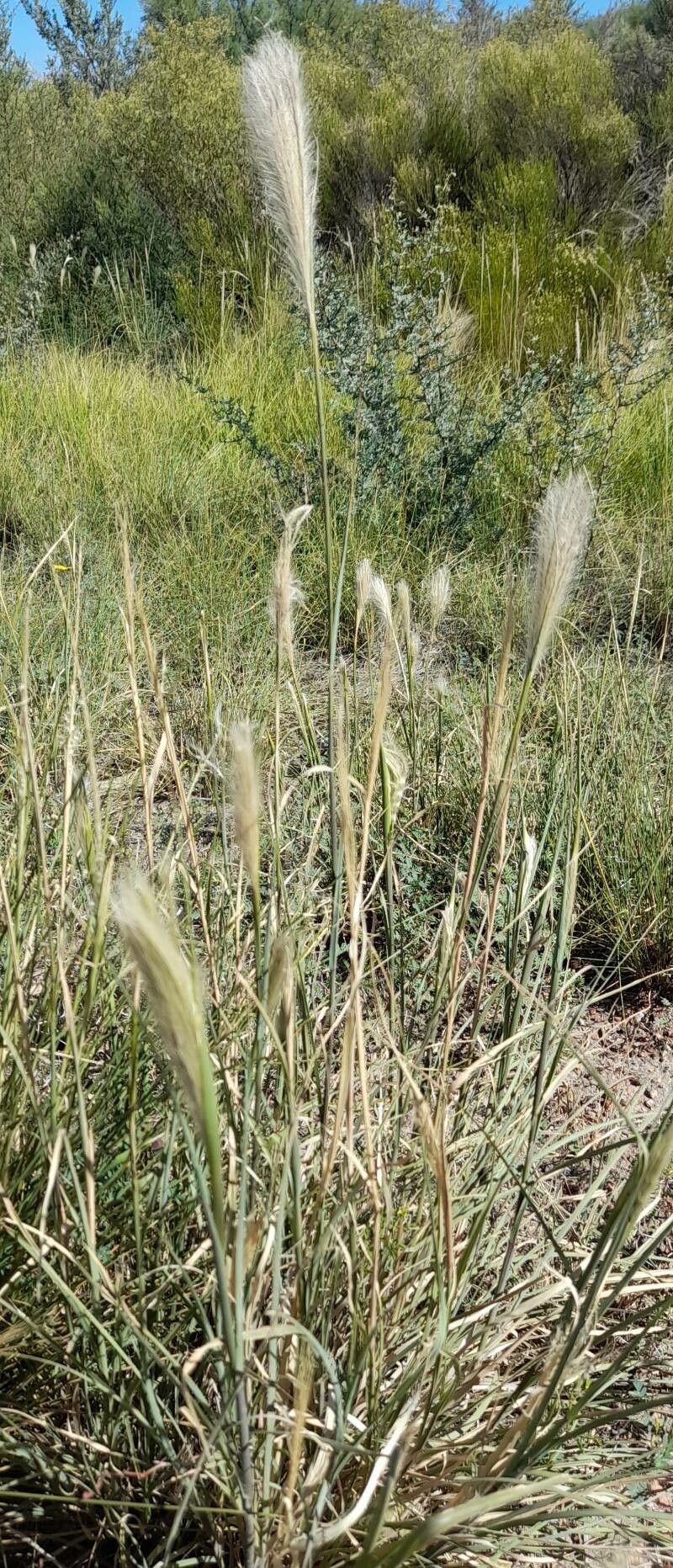 Leptochloa crinita habit