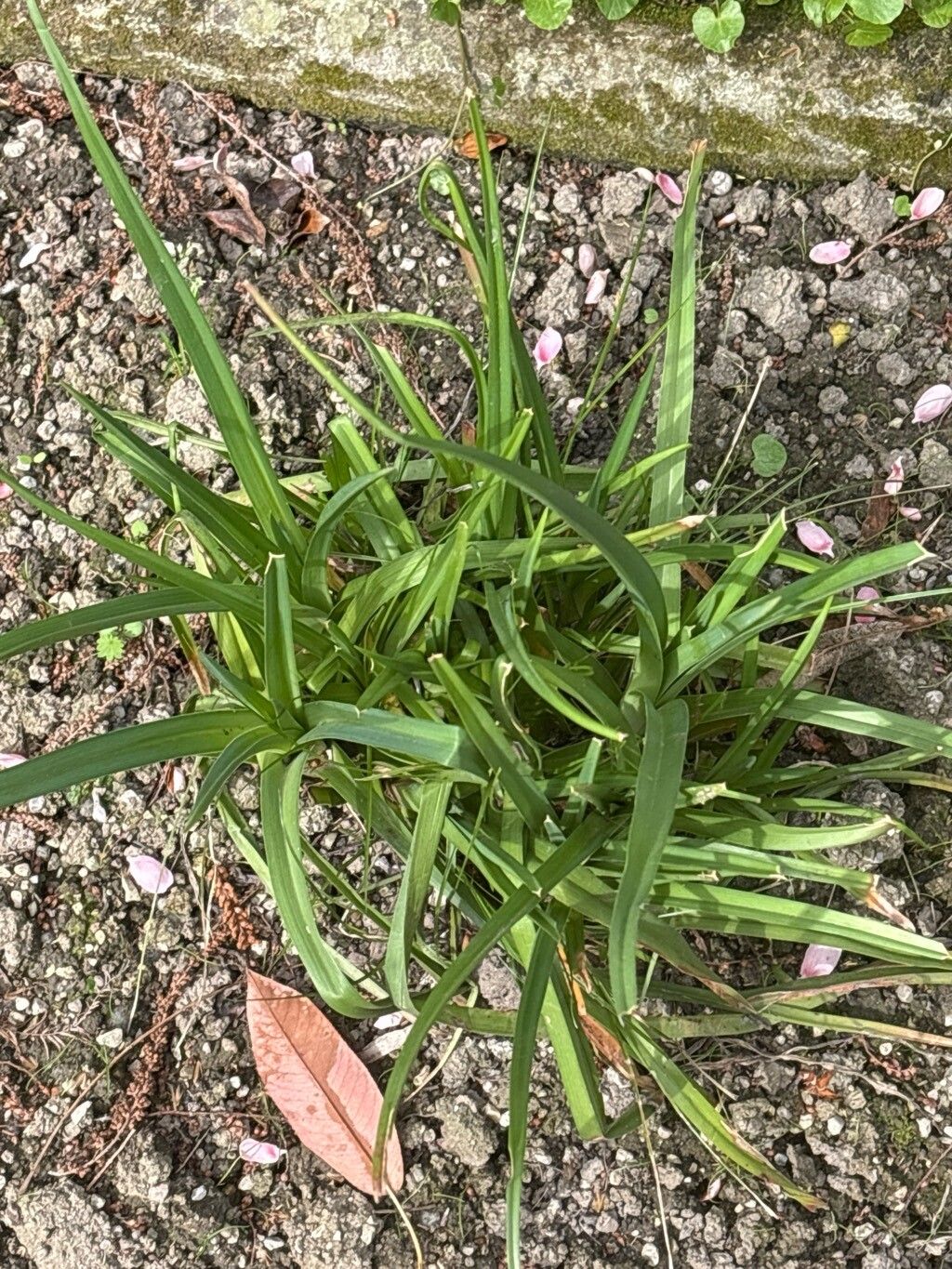 Kniphofia laxiflora — houseplant care guide
