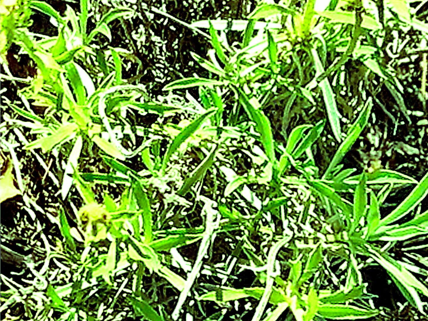 Oreocarya confertiflora leaf