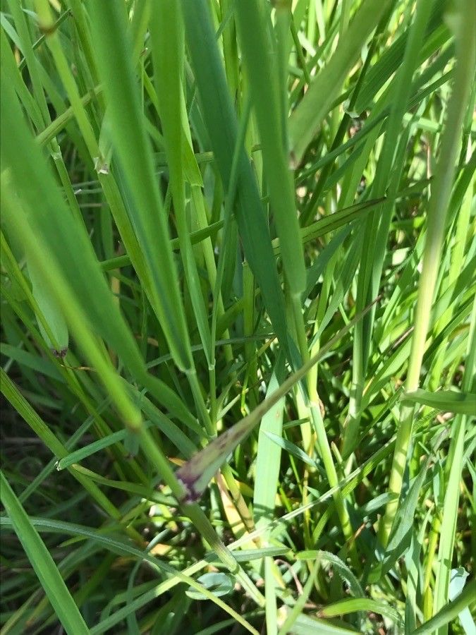 Bromopsis erecta — related species from the same genus