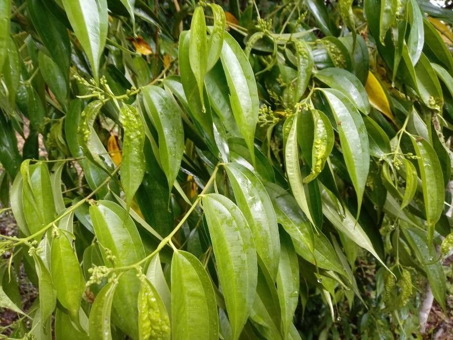 Miconia minutiflora leaf